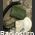 F-204 MASCHERA ANTIGAS  mod. F-204  U.R.S.S. Militaria