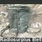 CW-140 Sacca radio  CW-140  Zaino per trasporto a spalla per RT-77/GRC-9 Accessori per apparati radio Militari