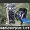R-1070 Ricetrasmettitore esercito RUMENO R-1070 Apparati radio militari