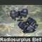 ZEISS7X40 Binocolo militare IOR-SA 7x40 vs. Zeiss Jena EDF Miscellanea