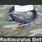 CNA.005 Cavo Alimentazione CA/CC  CNA.005 Accessori per apparati radio Militari